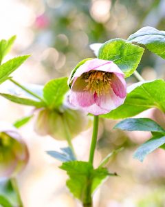 レッドヒルヒーサーの森、4月春の花、三重県津市の観光・撮影スポットの画像と写真