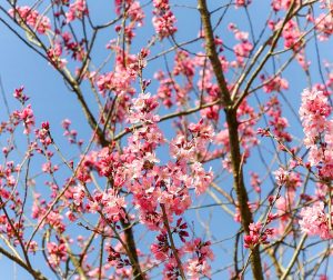 レッドヒルヒーサーの森、4月春の花、三重県津市の観光・撮影スポットの画像と写真