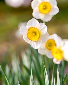 レッドヒルヒーサーの森、4月春の花、三重県津市の観光・撮影スポットの画像と写真