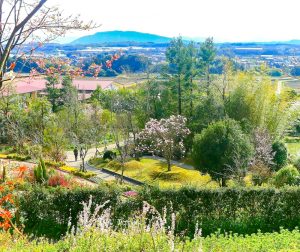 レッドヒルヒーサーの森、4月春の花、三重県津市の観光・撮影スポットの画像と写真