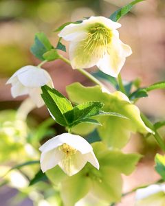 レッドヒルヒーサーの森、4月春の花、三重県津市の観光・撮影スポットの画像と写真