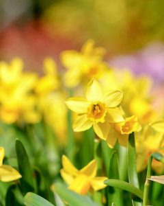 レッドヒルヒーサーの森、4月春の花、三重県津市の観光・撮影スポットの画像と写真