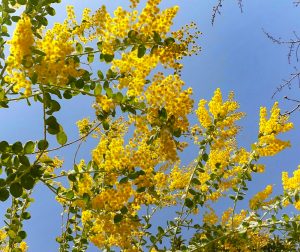 レッドヒルヒーサーの森、ミモザ、4月春の花、三重県津市の観光・撮影スポットの画像と写真