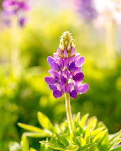 レッドヒルヒーサーの森、4月春の花、三重県津市の観光・撮影スポットの画像と写真