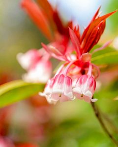 レッドヒルヒーサーの森、4月春の花、三重県津市の観光・撮影スポットの画像と写真