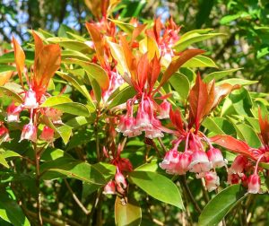 レッドヒルヒーサーの森、4月春の花、三重県津市の観光・撮影スポットの画像と写真