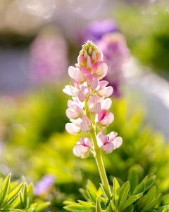 レッドヒルヒーサーの森、4月春の花、三重県津市の観光・撮影スポットの画像と写真