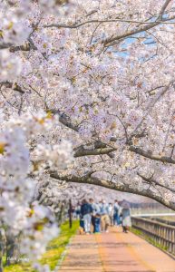 桜ネックレス、桜、3月春の花、愛知県稲沢市の観光・撮影スポットの画像と写真