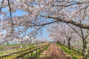 桜ネックレス、桜、3月春の花、愛知県稲沢市の観光・撮影スポットの画像と写真