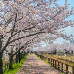 桜ネックレス、桜、3月春の花、愛知県稲沢市の観光・撮影スポットの画像と写真