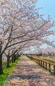 桜ネックレス、桜、3月春の花、愛知県稲沢市の観光・撮影スポットの画像と写真