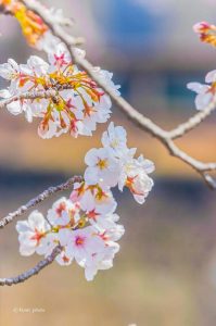 桜ネックレス、桜、3月春の花、愛知県稲沢市の観光・撮影スポットの画像と写真