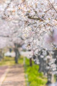 桜ネックレス、桜、3月春の花、愛知県稲沢市の観光・撮影スポットの画像と写真