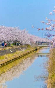桜ネックレス、桜、3月春の花、愛知県稲沢市の観光・撮影スポットの画像と写真
