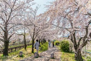 桜ネックレス、桜、3月春の花、愛知県稲沢市の観光・撮影スポットの画像と写真