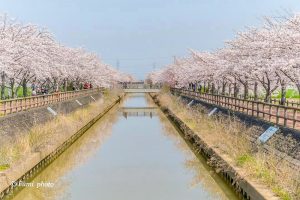 桜ネックレス、桜、3月春の花、愛知県稲沢市の観光・撮影スポットの画像と写真