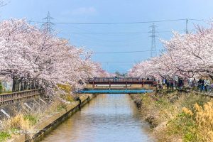桜ネックレス、桜、3月春の花、愛知県稲沢市の観光・撮影スポットの画像と写真