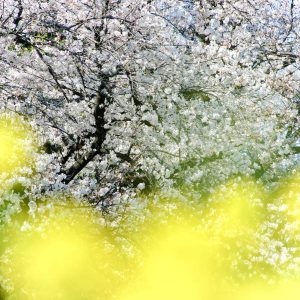 佐奈川堤の桜並木、菜の花、3月春の花、愛知県豊川市の観光・撮影スポットの画像と写真