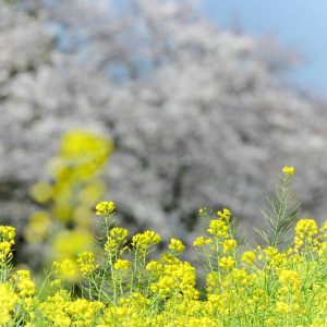 佐奈川堤の桜並木、菜の花、3月春の花、愛知県豊川市の観光・撮影スポットの画像と写真
