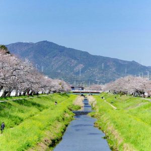 佐奈川堤の桜並木、菜の花、3月春の花、愛知県豊川市の観光・撮影スポットの画像と写真佐奈川堤の桜並木、菜の花、3月春の花、愛知県豊川市の観光・撮影スポットの画像と写真