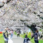 佐奈川堤の桜並木、菜の花、3月春の花、愛知県豊川市の観光・撮影スポットの画像と写真