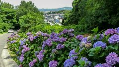 三ヶ根山スカイライン、あじさいロード、6月、愛知県西尾市の観光・撮影スポットの画像と写真