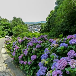 三ヶ根山スカイライン、あじさいロード、6月、愛知県西尾市の観光・撮影スポットの画像と写真