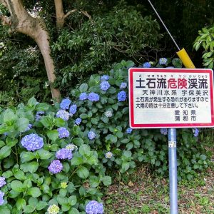 三ヶ根山スカイライン、あじさいロード、6月、愛知県西尾市の観光・撮影スポットの画像と写真