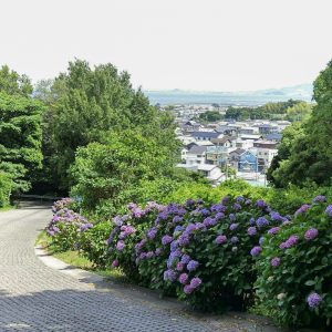 三ヶ根山スカイライン、あじさいロード、6月、愛知県西尾市の観光・撮影スポットの画像と写真