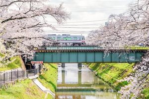 新境川の桜並木、百十朗桜、3月春の花、岐阜県各務原市の観光・撮影スポットの画像と写真