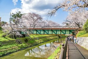 新境川の桜並木、百十朗桜、3月春の花、岐阜県各務原市の観光・撮影スポットの画像と写真