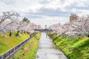 新境川の桜並木、百十朗桜、3月春の花、岐阜県各務原市の観光・撮影スポットの画像と写真
