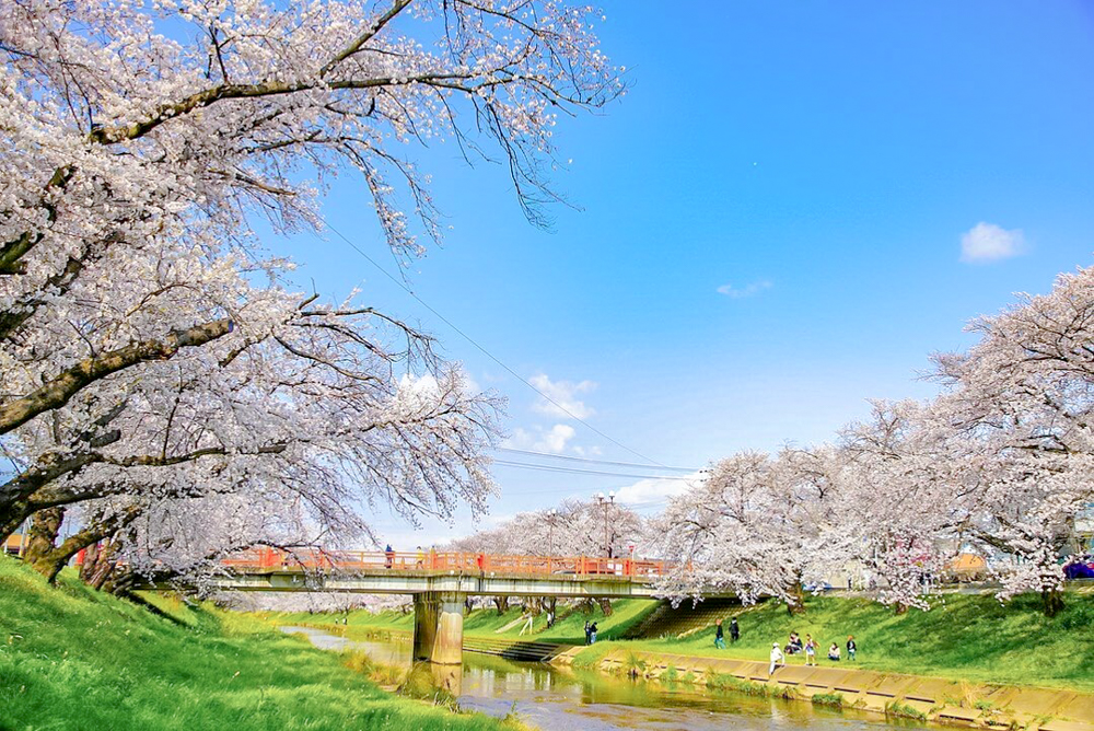 新境川の桜並木、百十朗桜、3月春の花、岐阜県各務原市の観光・撮影スポットの画像と写真