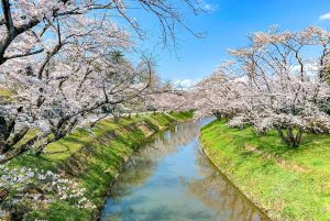 新境川の桜並木、百十朗桜、3月春の花、岐阜県各務原市の観光・撮影スポットの画像と写真