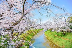 新境川の桜並木、百十朗桜、3月春の花、岐阜県各務原市の観光・撮影スポットの画像と写真