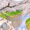新境川の桜並木、百十朗桜、3月春の花、岐阜県各務原市の観光・撮影スポットの画像と写真