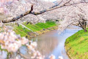 新境川の桜並木、百十朗桜、3月春の花、岐阜県各務原市の観光・撮影スポットの画像と写真
