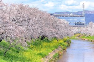新境川の桜並木、百十朗桜、3月春の花、岐阜県各務原市の観光・撮影スポットの画像と写真