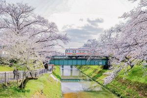 新境川の桜並木、百十朗桜、3月春の花、岐阜県各務原市の観光・撮影スポットの画像と写真
