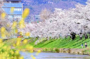 新境川の桜並木、百十朗桜、3月春の花、岐阜県各務原市の観光・撮影スポットの画像と写真