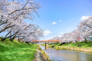 新境川の桜並木、百十朗桜、3月春の花、岐阜県各務原市の観光・撮影スポットの画像と写真