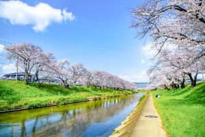 新境川の桜並木、百十朗桜、3月春の花、岐阜県各務原市の観光・撮影スポットの画像と写真