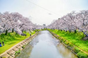 新境川の桜並木、百十朗桜、3月春の花、岐阜県各務原市の観光・撮影スポットの画像と写真