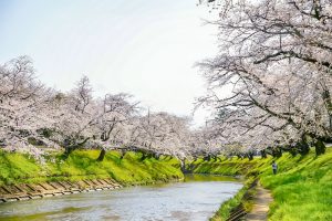 新境川の桜並木、百十朗桜、3月春の花、岐阜県各務原市の観光・撮影スポットの画像と写真