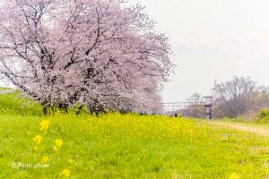 桜堤サブセンター、さくらまつり、3月春の花、岐阜県海津市の観光・撮影スポットの画像と写真