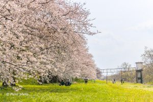 桜堤サブセンター、さくらまつり、3月春の花、岐阜県海津市の観光・撮影スポットの画像と写真