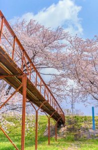 堤サブセンター、さくらまつり、3月春の花、岐阜県海津市の観光・撮影スポットの画像と写真