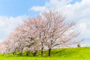 桜堤サブセンター、さくらまつり、3月春の花、岐阜県海津市の観光・撮影スポットの画像と写真