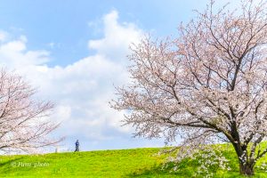 桜堤サブセンター、さくらまつり、3月春の花、岐阜県海津市の観光・撮影スポットの画像と写真