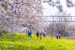 桜堤サブセンター、さくらまつり、3月春の花、岐阜県海津市の観光・撮影スポットの画像と写真